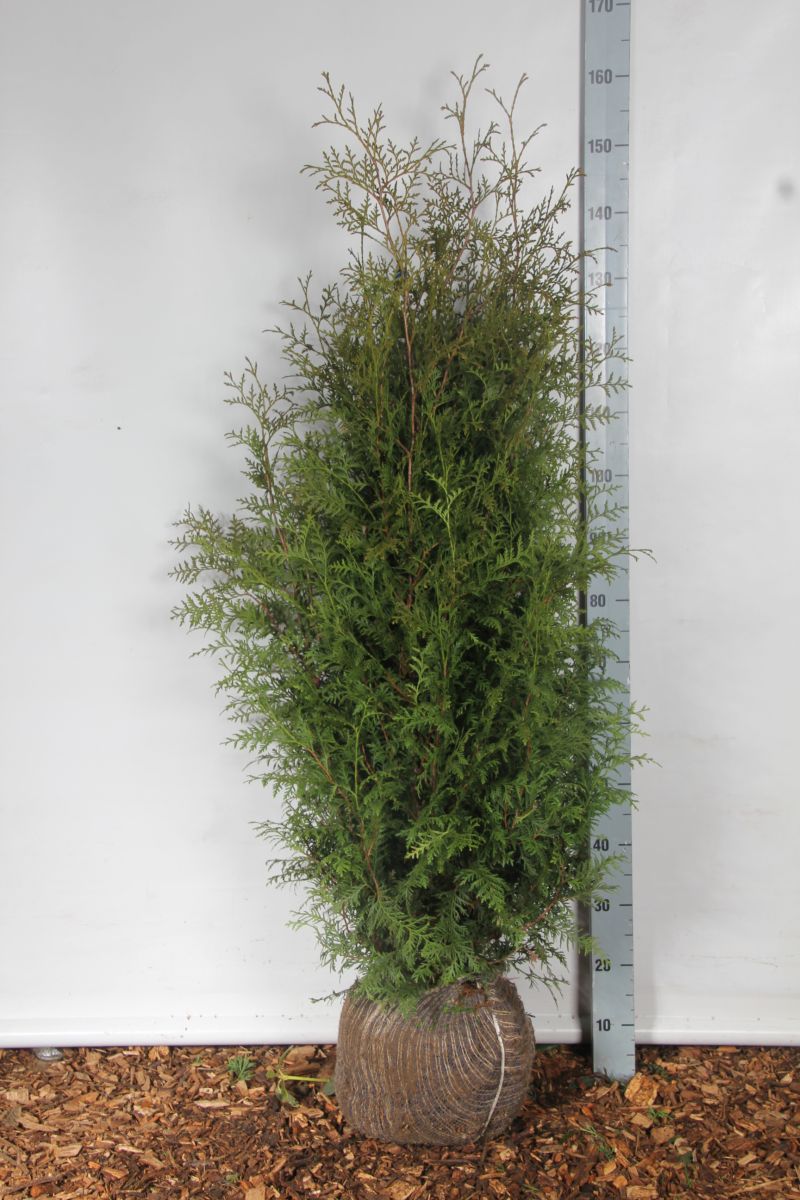 Thuja occ. &