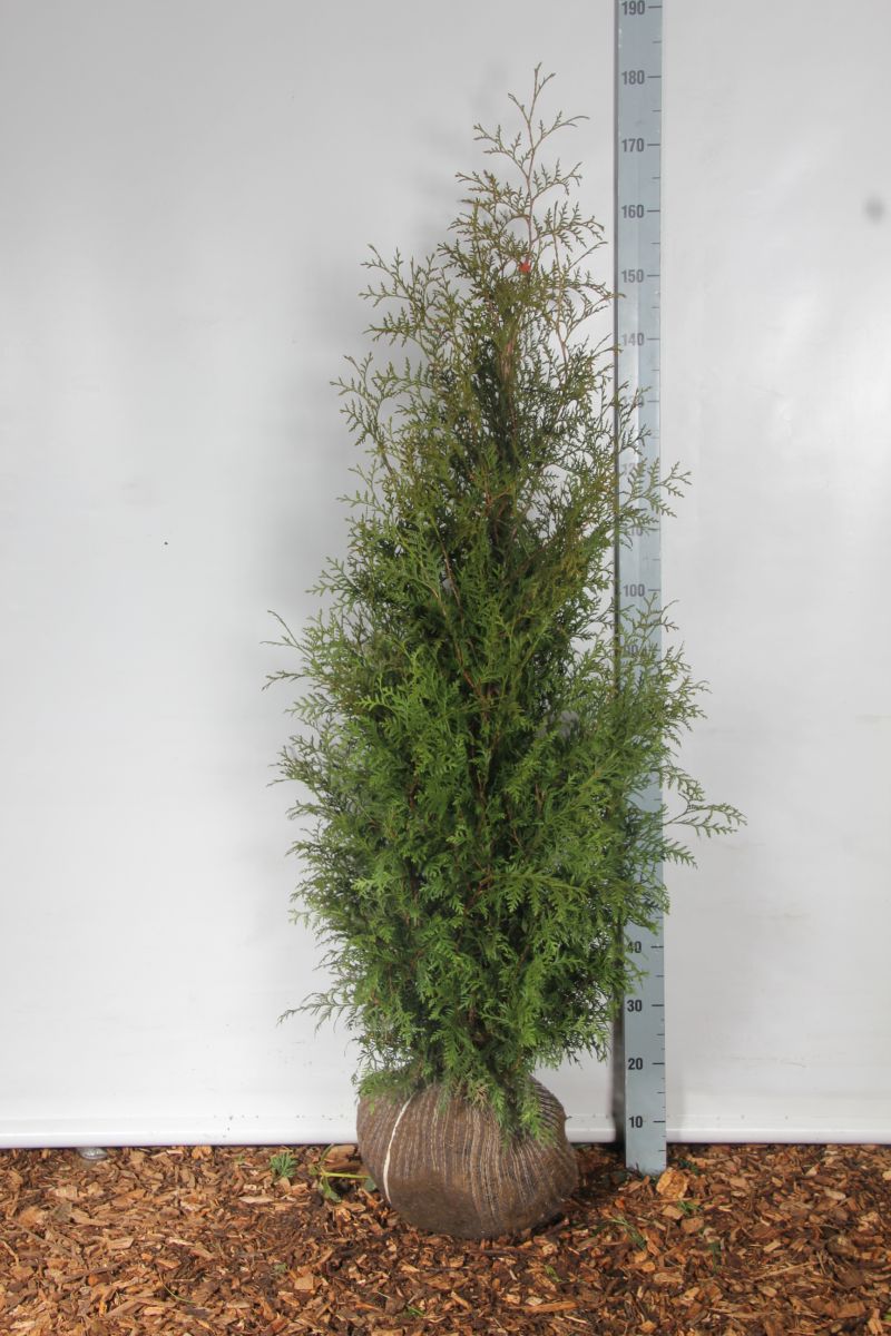 Thuja occ. &