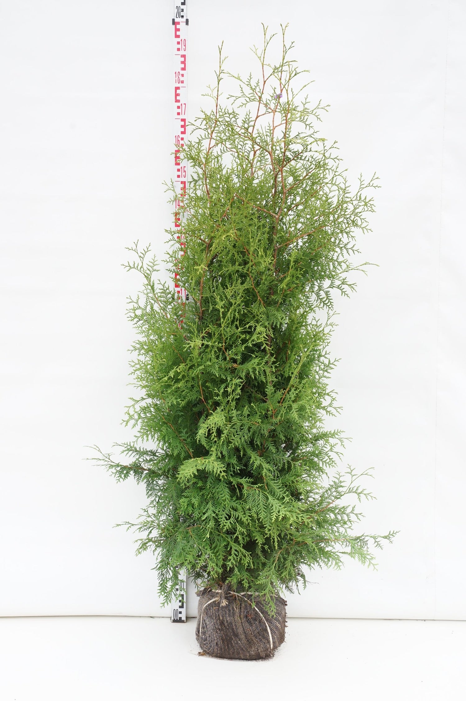 Thuja occ. &