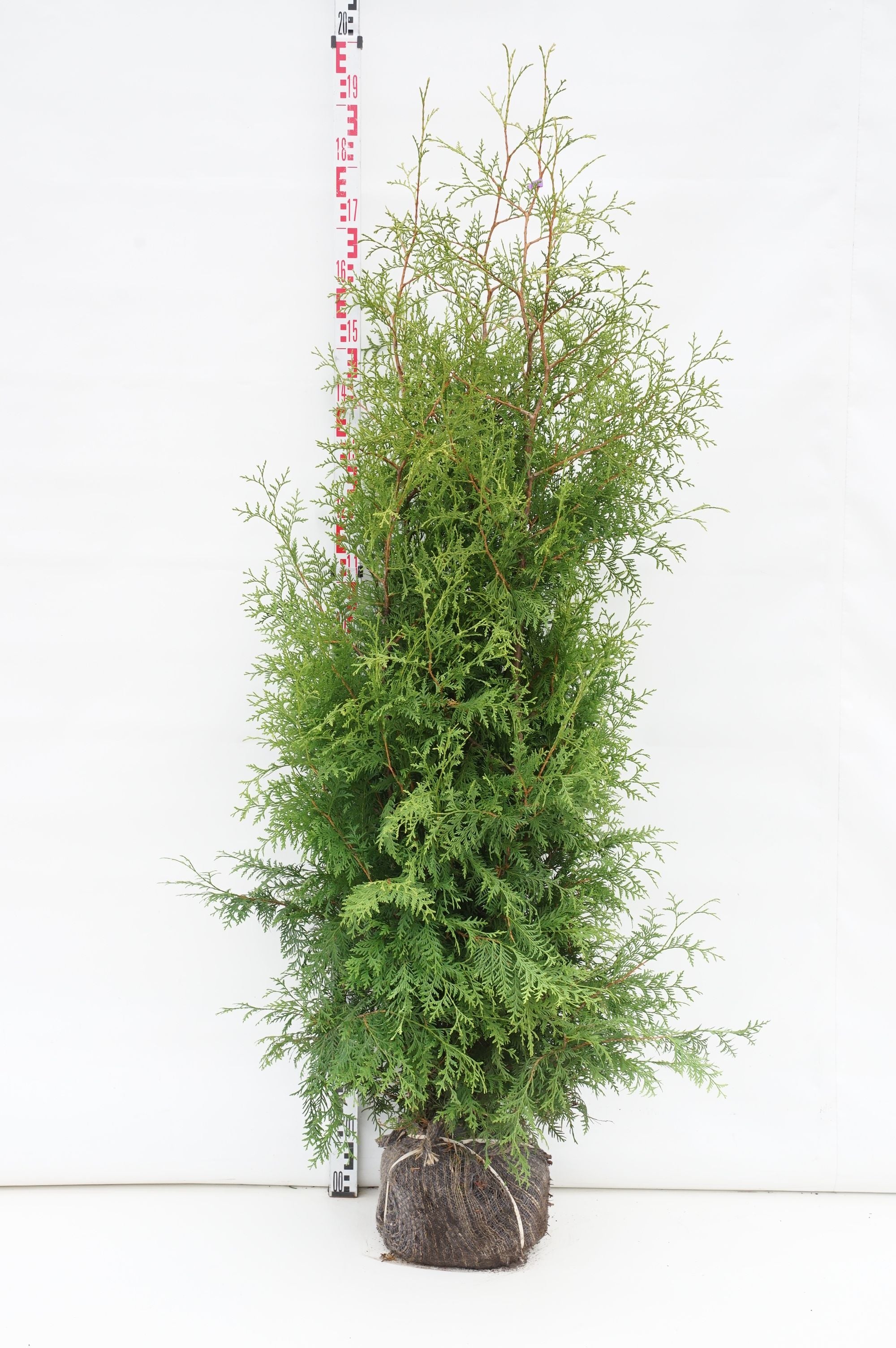 Thuja occ. &