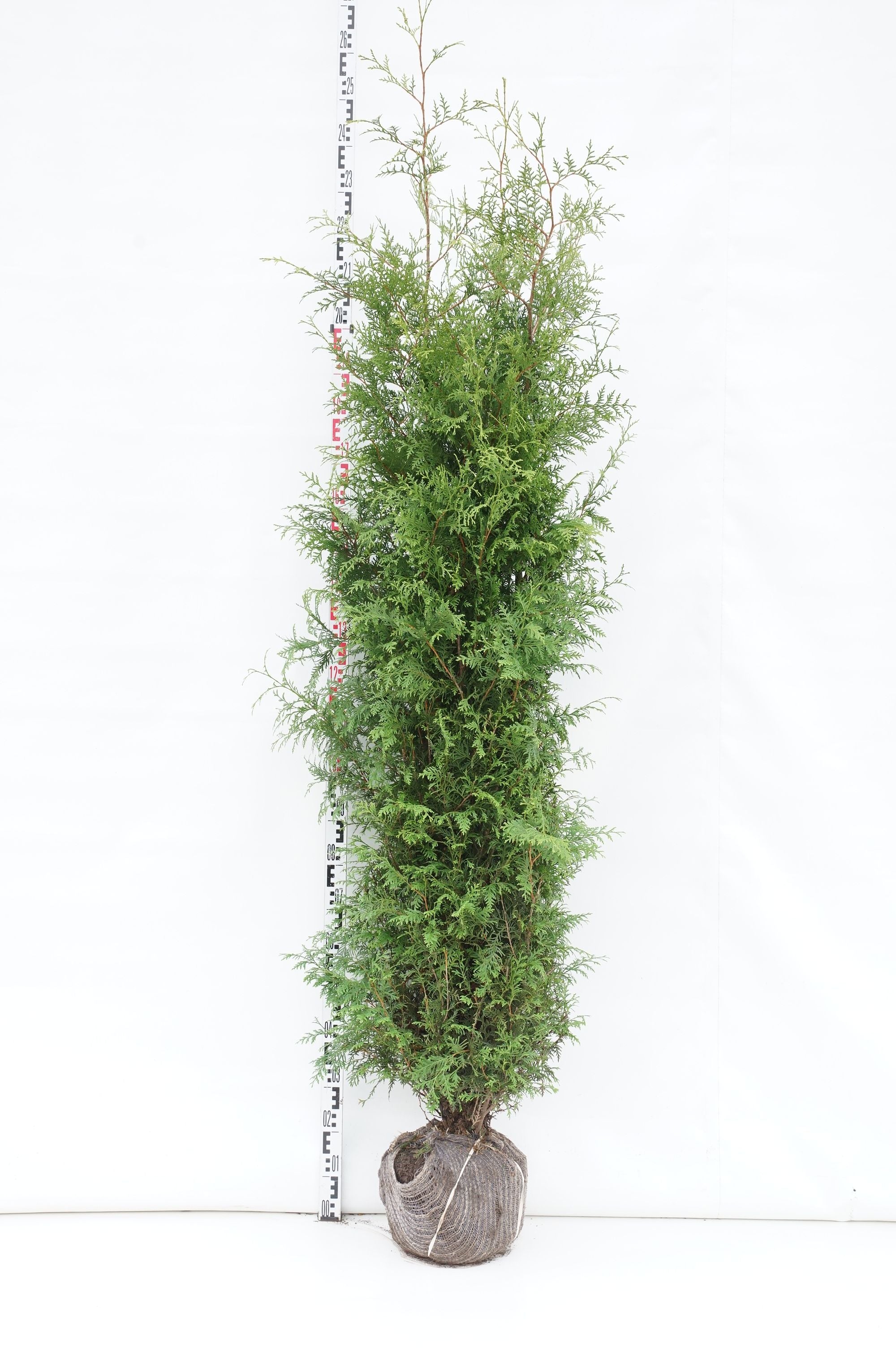 Thuja occ. &
