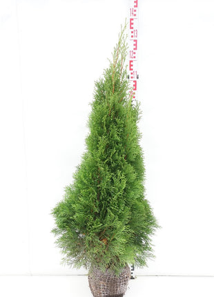 Thuja occ. 'Smaragd'