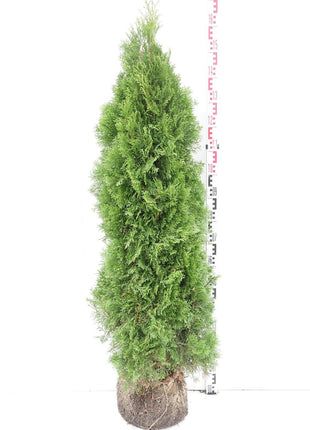 Thuja occ. 'Smaragd'