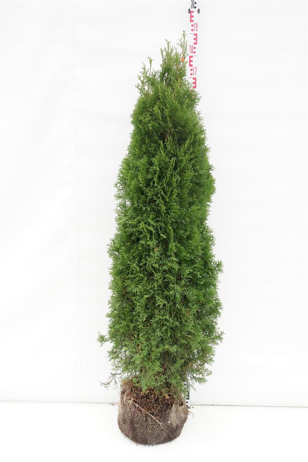 Thuja occ. &