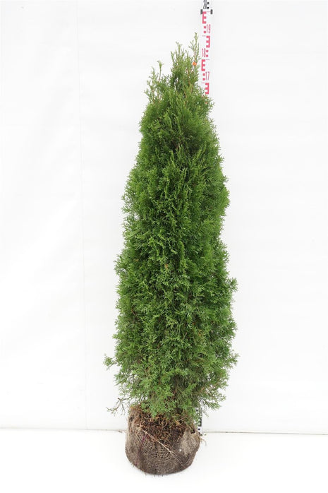 Thuja occ. 'Smaragd'