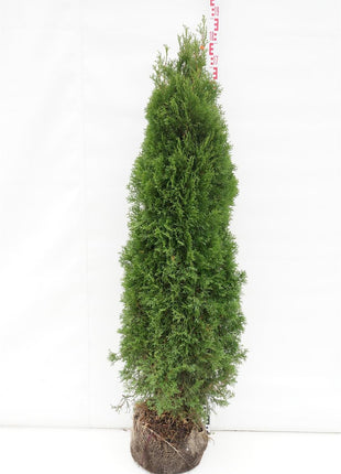 Thuja occ. 'Smaragd'