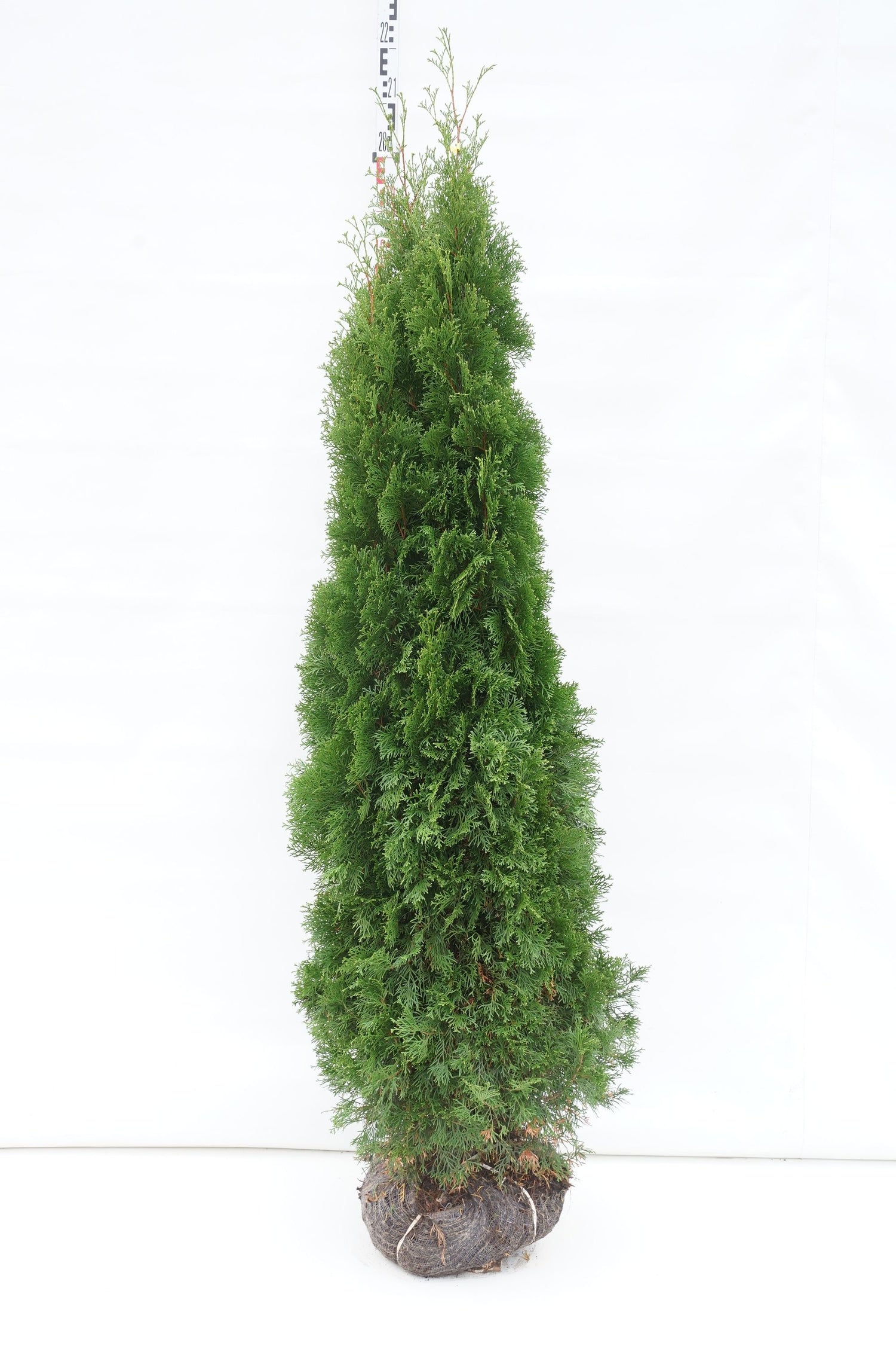 Thuja occ. &