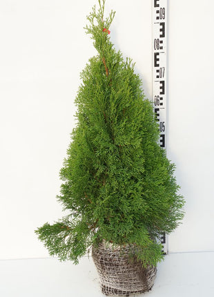 Thuja occ. 'Smaragd'