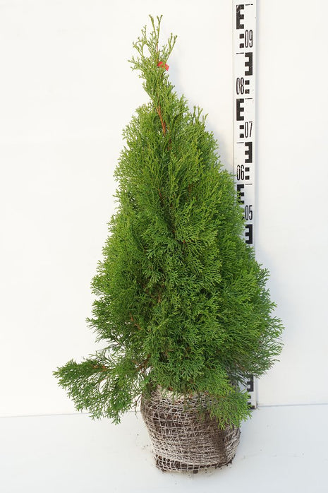 Thuja occ. 'Smaragd'