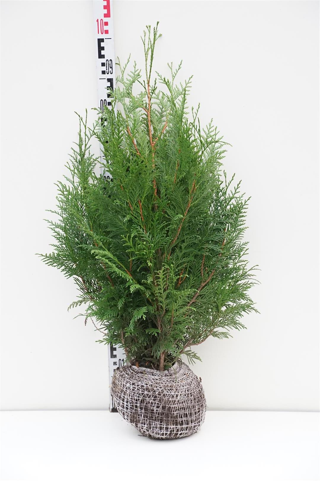 Thuja pl. &
