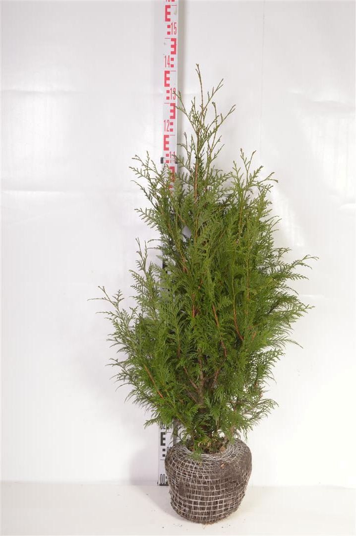 Thuja pl. &