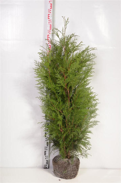 Thuja pl. 'Martin'