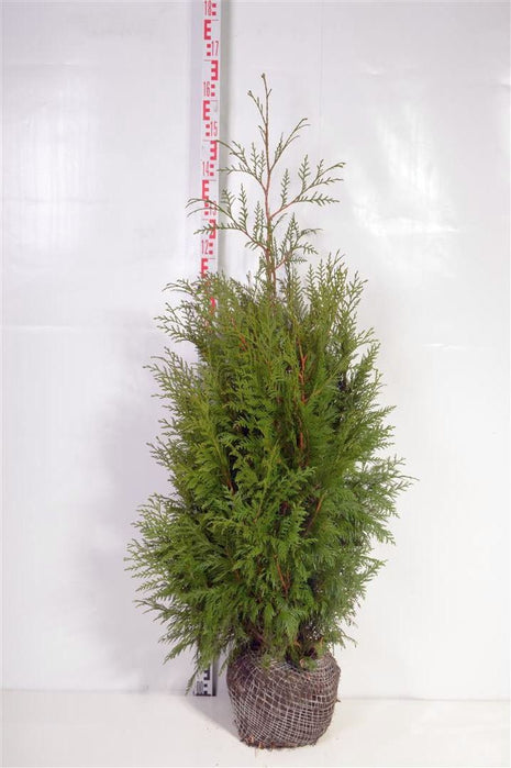 Thuja pl. 'Martin'