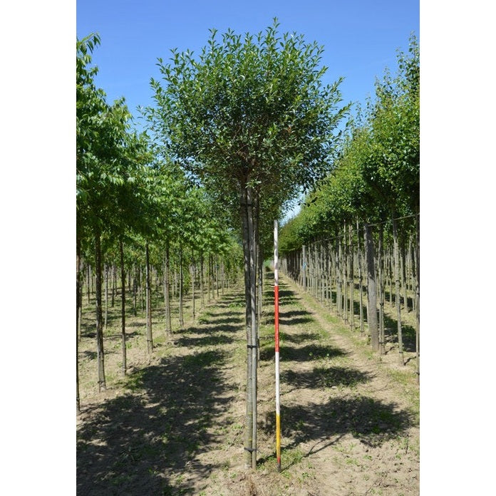 Klotkörsbär - Prunus eminens 'Umbraculifera'  - Stammens omkrets 16-18 cm, höjd 3,5-4 meter,  HS,