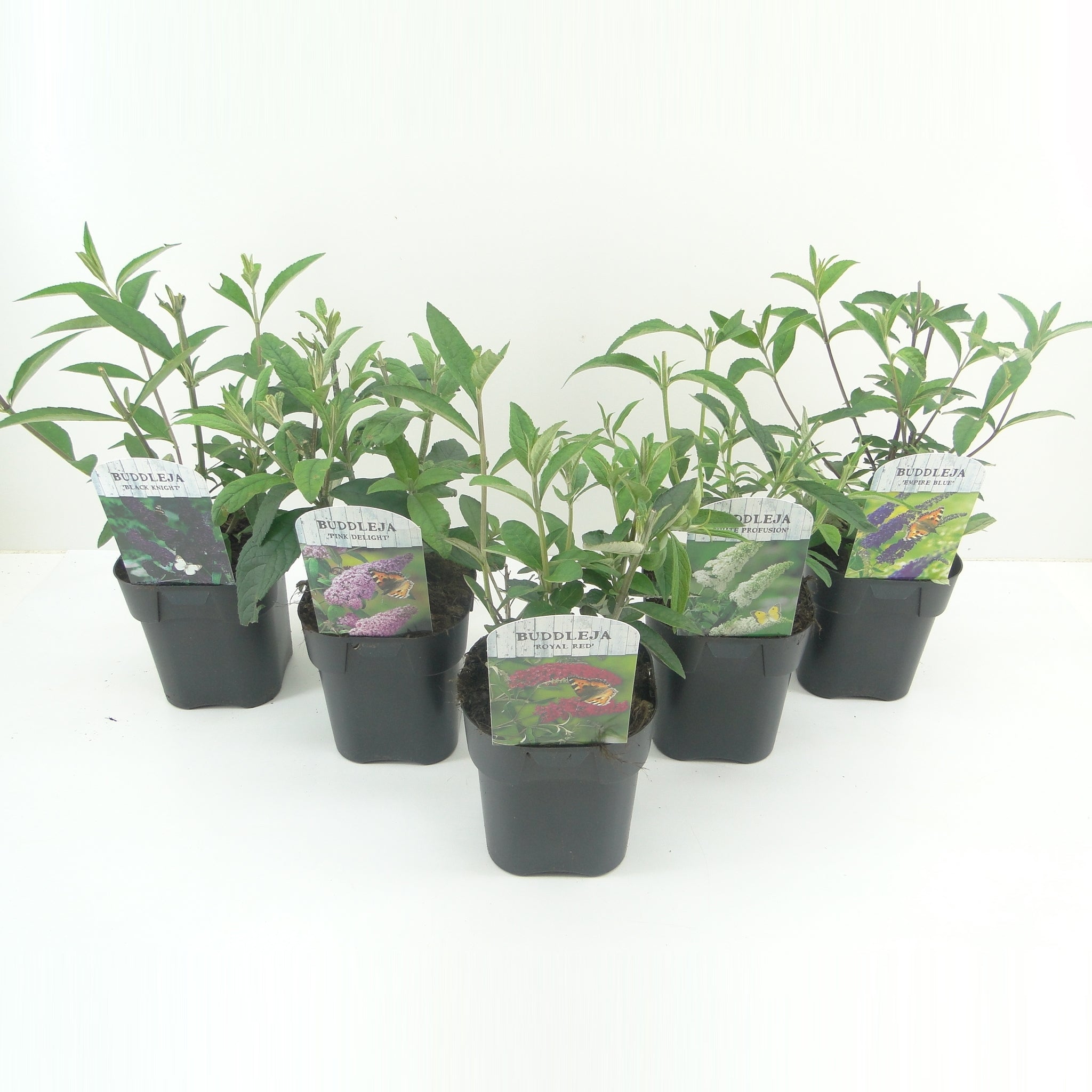 Syrenbuddleja d. &
