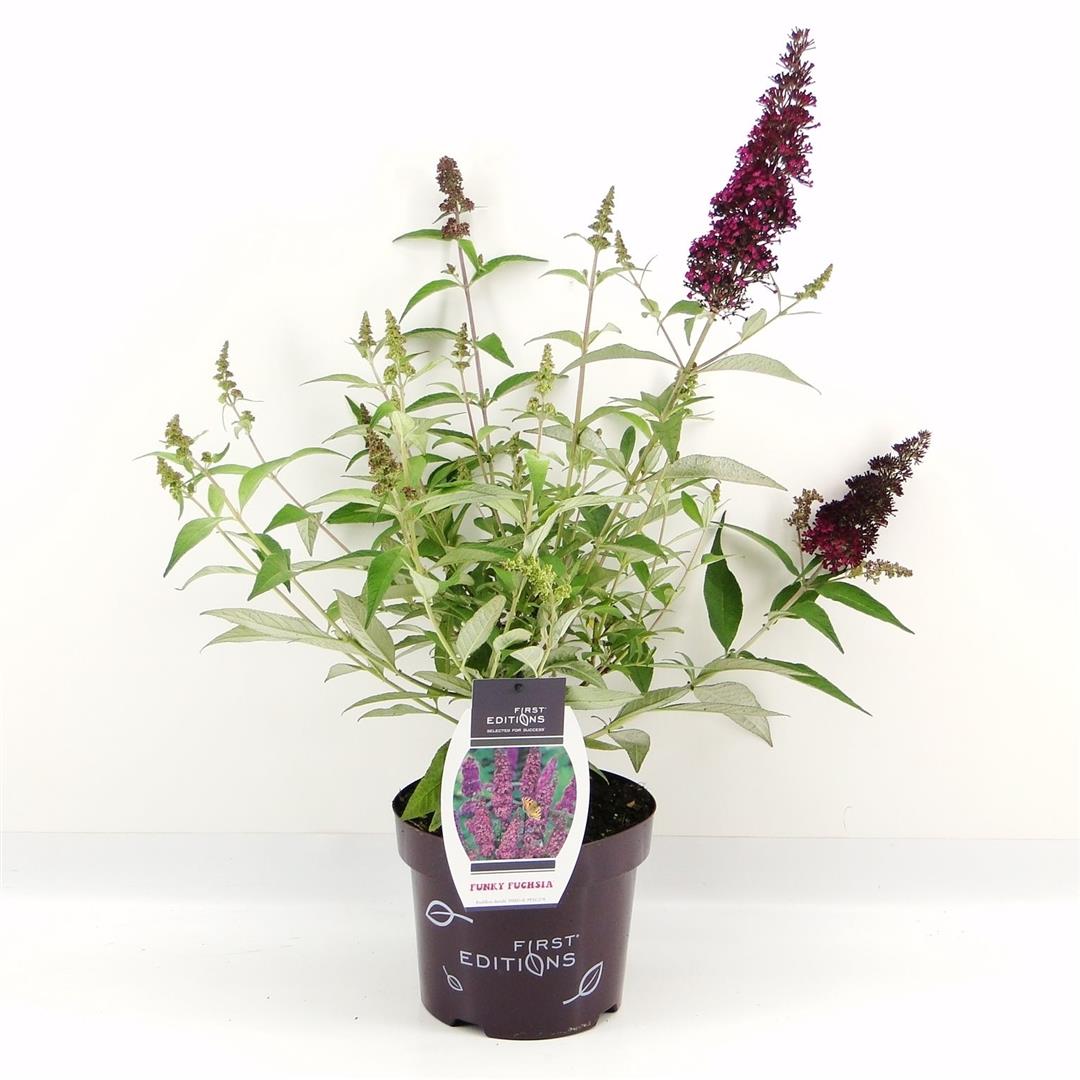 Buddleja d. &