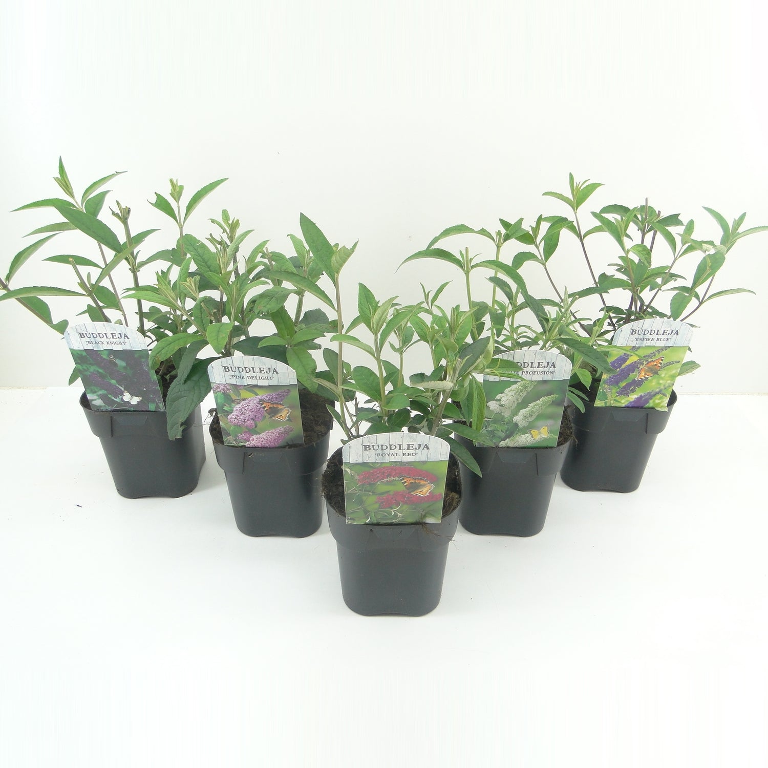 Syrenbuddleja d. &