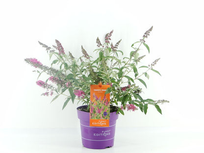Buddleja davidii &