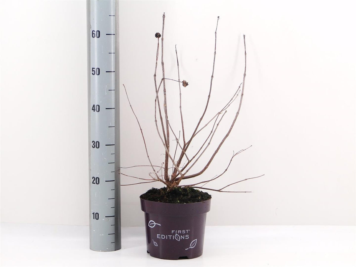 Cephalanthus o. &