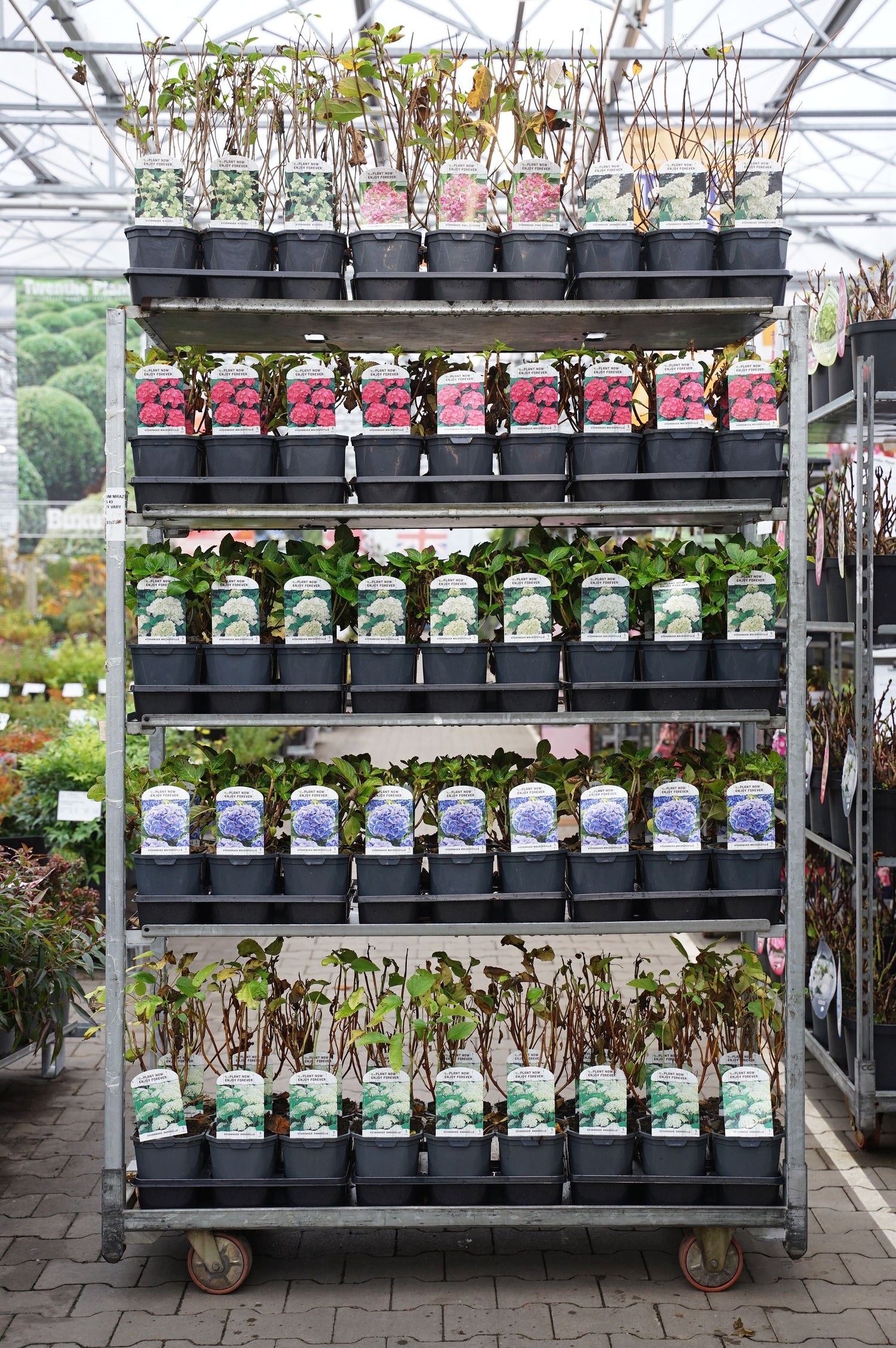 Hortensia in cultivars - C2/P17