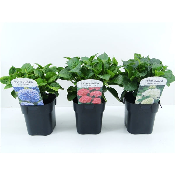 Hortensia m. (pink) - C2/P17