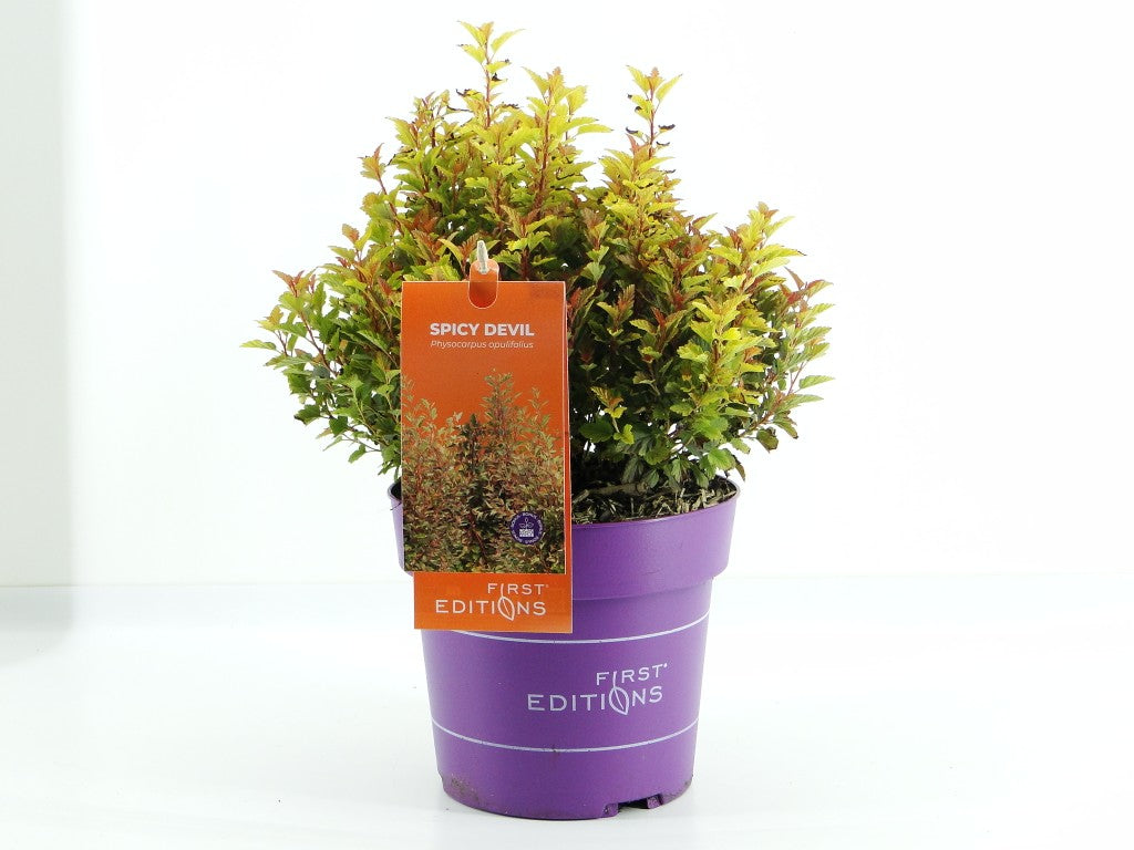 Physocarpus op. &