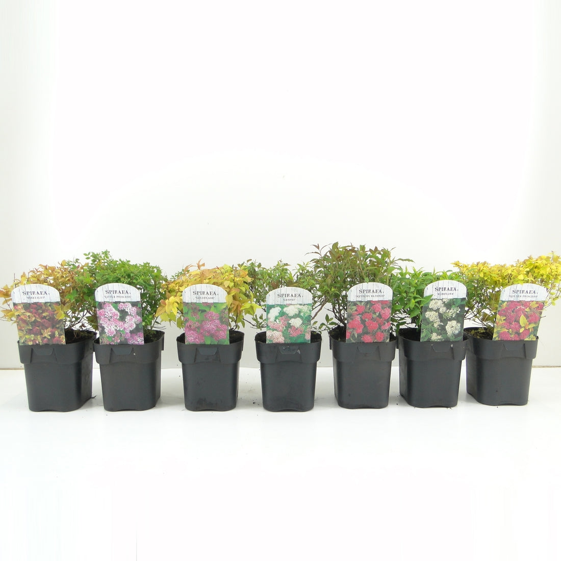 Spiraea jap. &