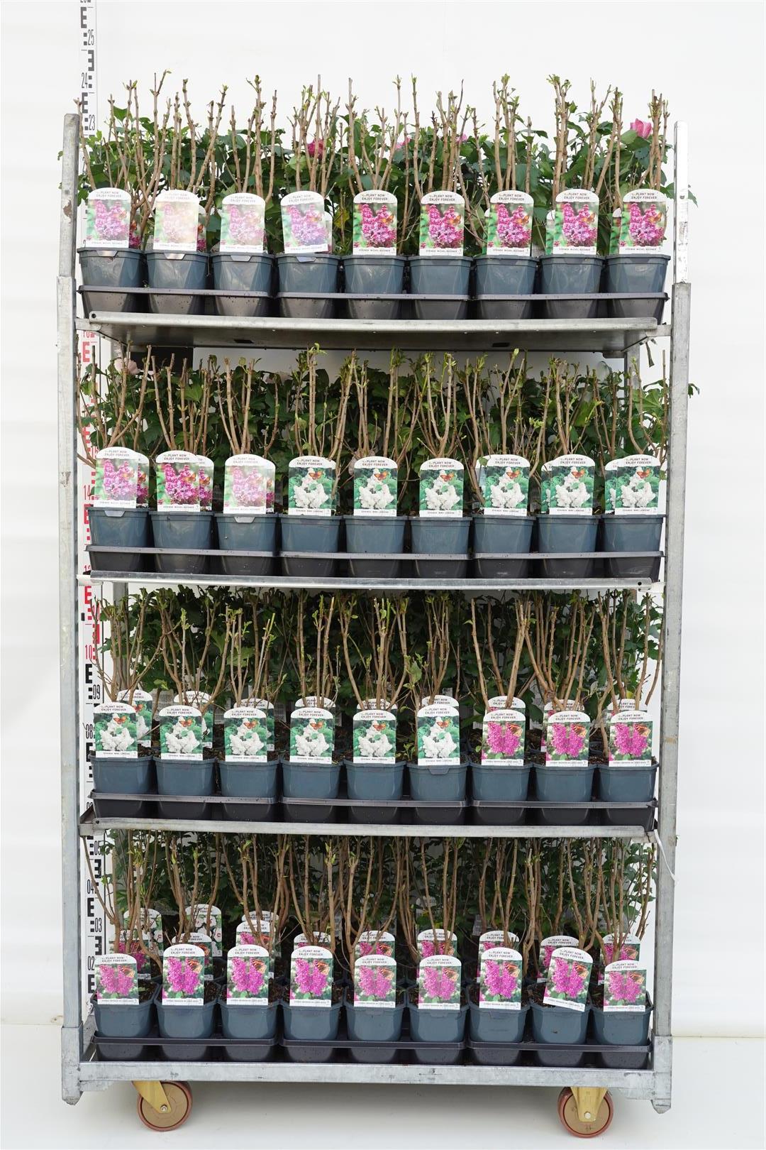 Syren vulgaris in cultivars - C2/P17