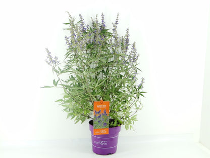 Vitex agnus-castus &