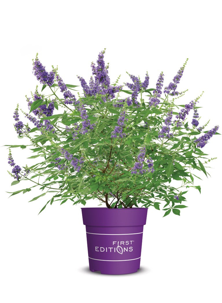 Vitex a.-c. &