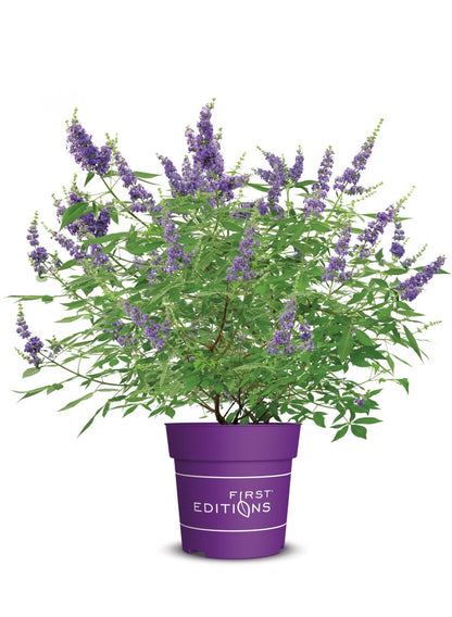 Vitex a.-c. &