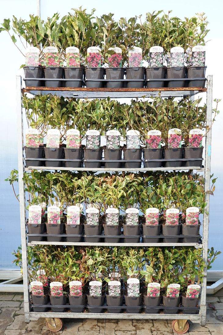 Weigela i olika sorter - C2 (2 liters kruka)