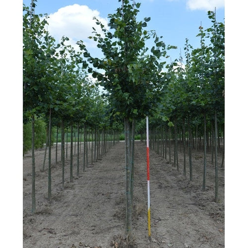 Skogslind - Tilia cordata  - Stammens omkrets 14-16 cm, höjd 3,5-4 meter,  HS,