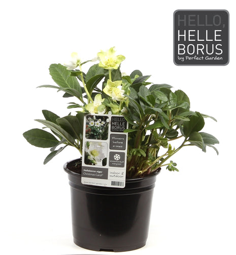 Helleborus niger 'Christmas Carol'