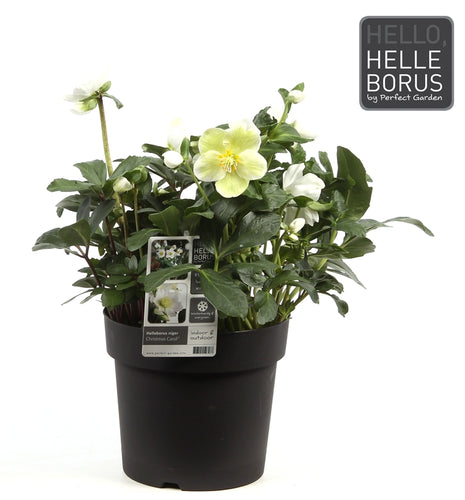 Helleborus niger 'Christmas Carol'