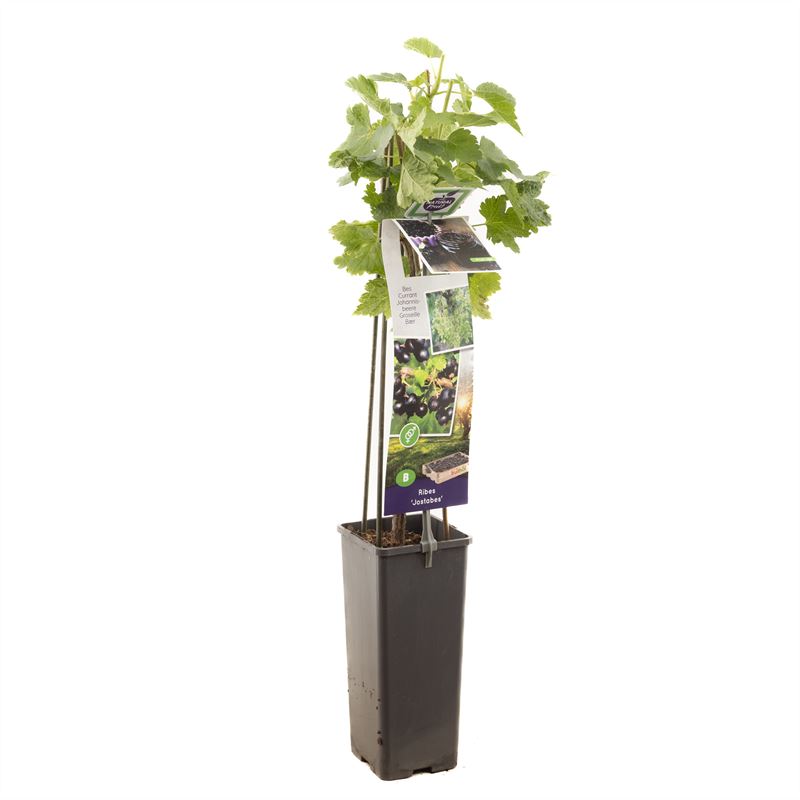 Ribes Jostaberry 50-60 cm, C2 (2 liters kruka)