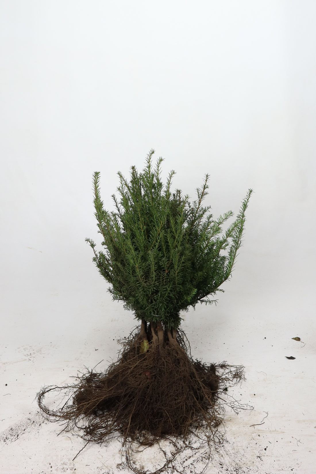 Skogsolvon -  60-100 1+1