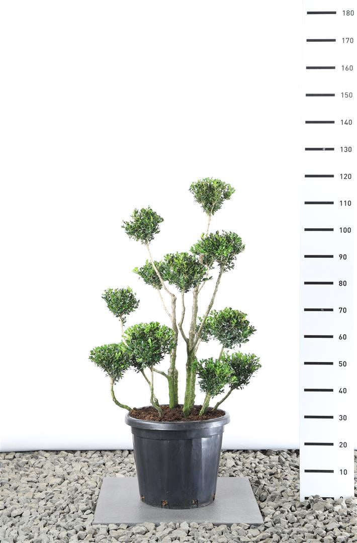 Buxbom sempervirens - MULTIB. 80-100 C25
