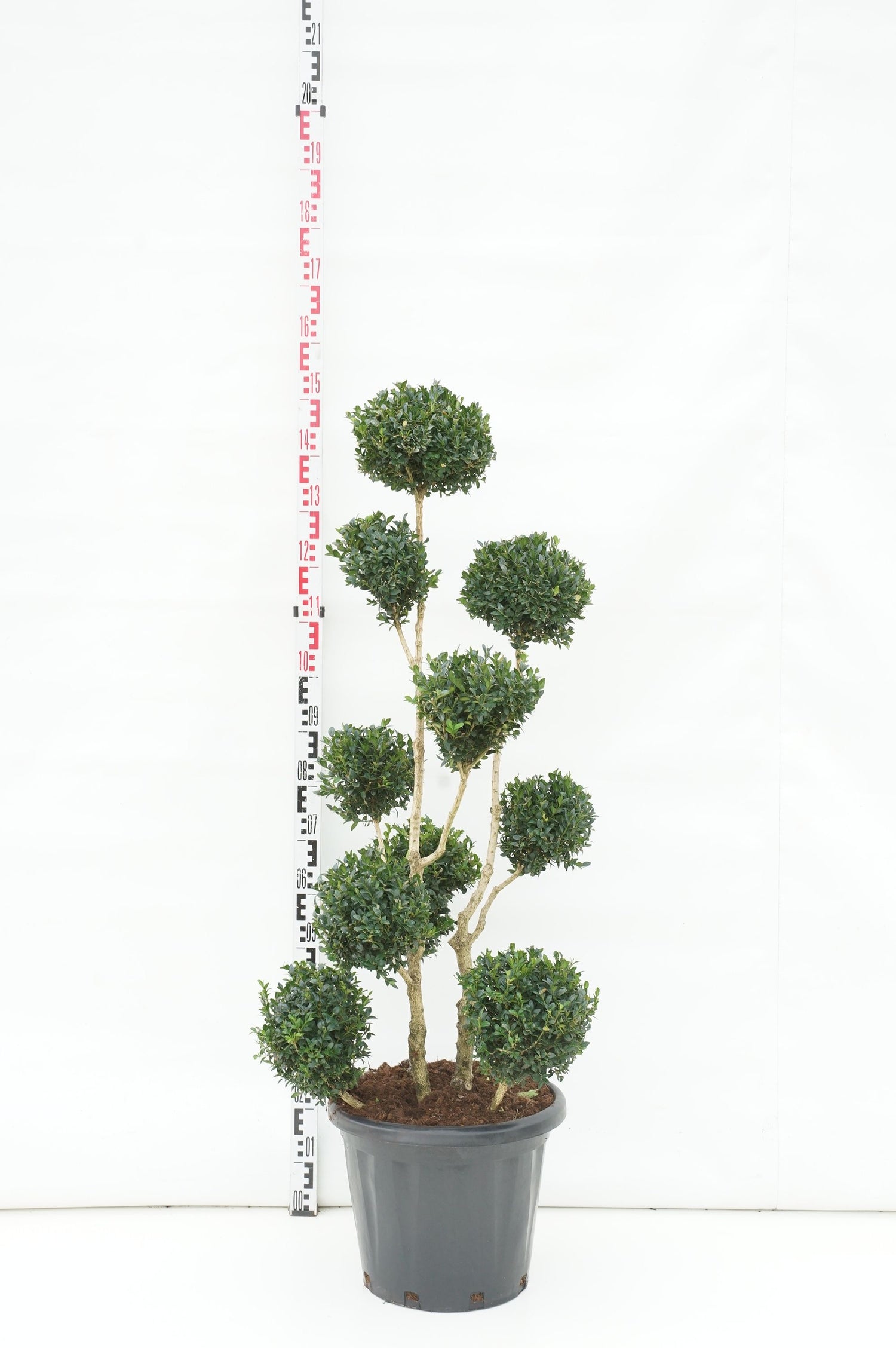 Buxbom sempervirens - MULTIB 100-125 C30