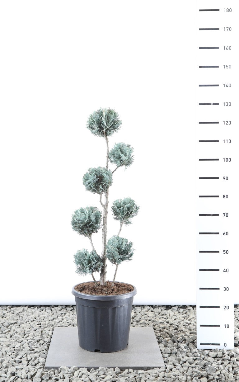 Ädelcypress l. &
