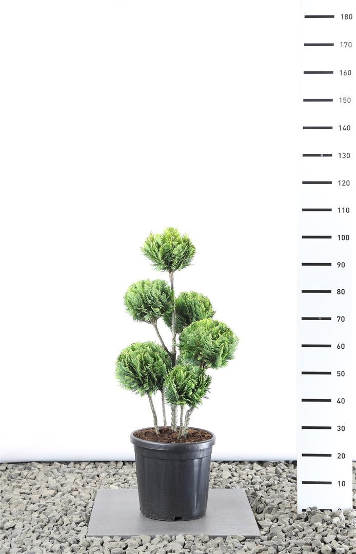 Ädelcypress l. &