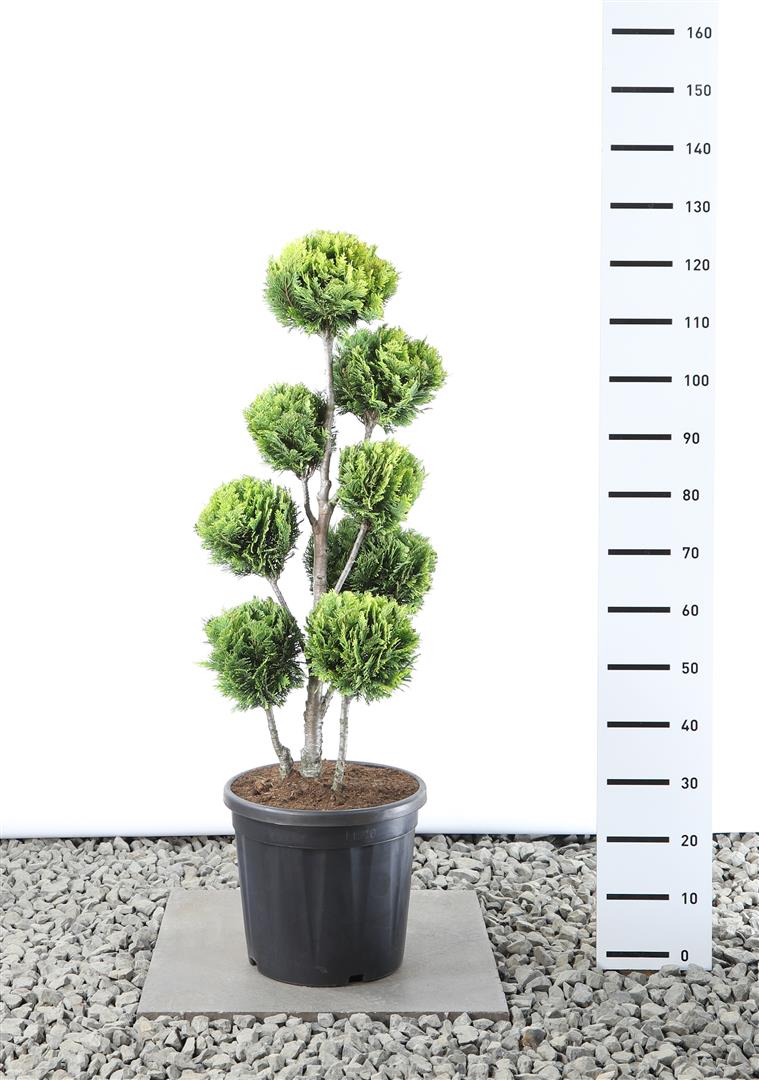 Ädelcypress l. &