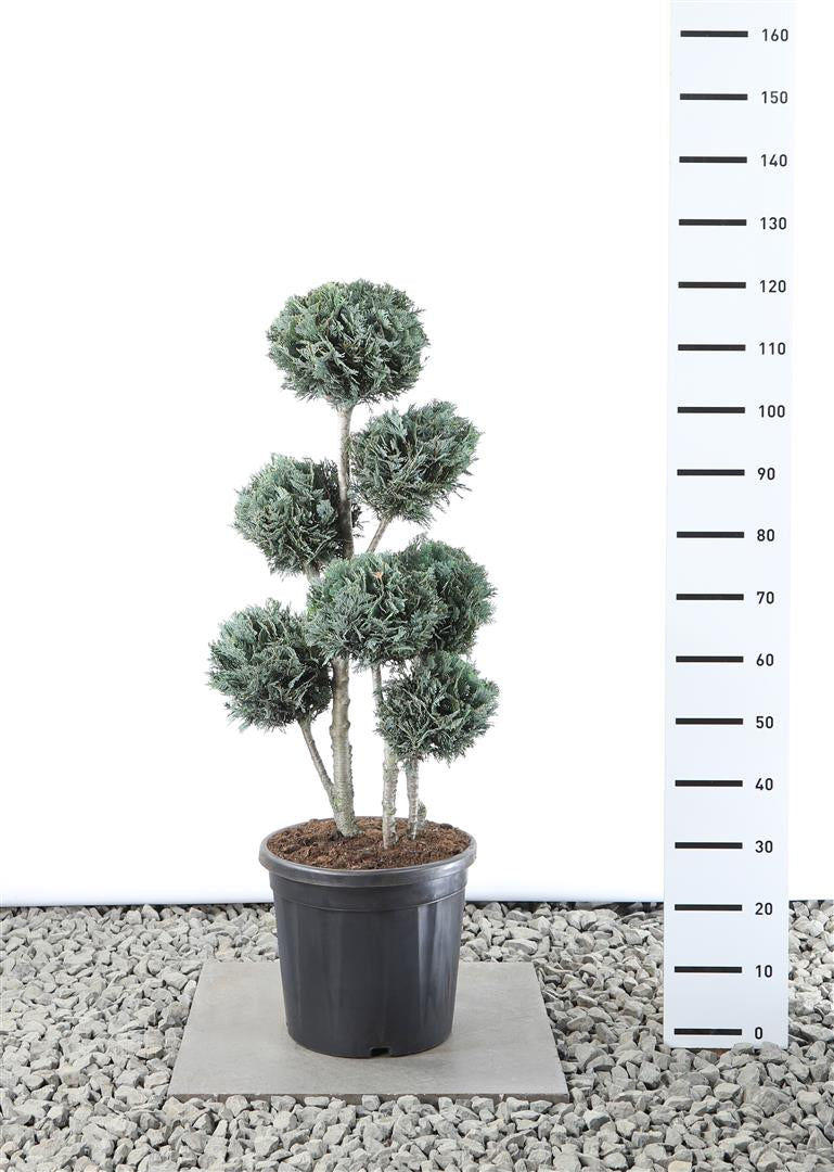 Ädelcypress l. &