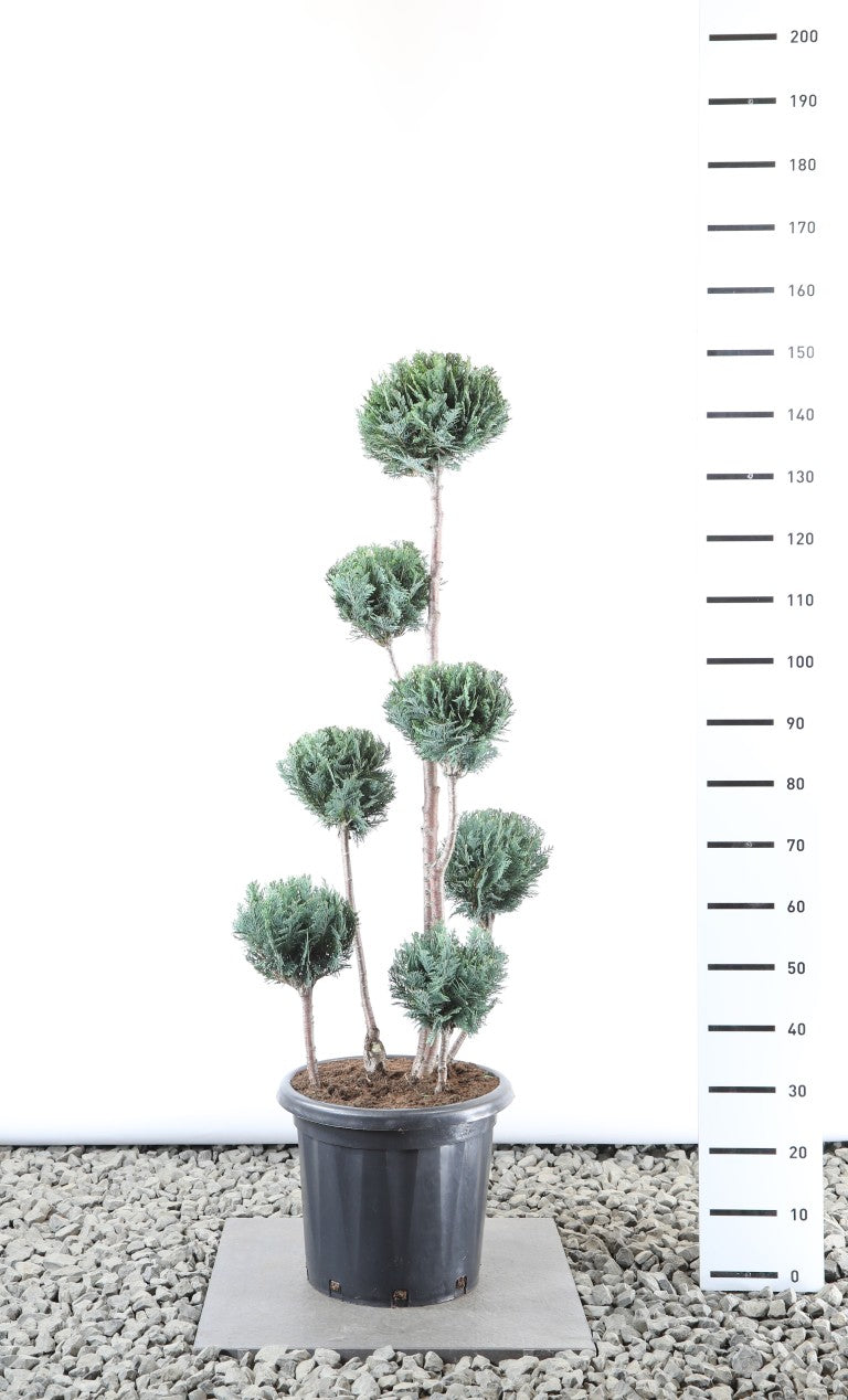 Ädelcypress l. &