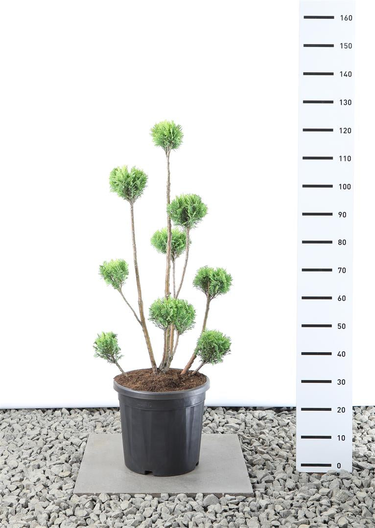 Ädelcypress l. &