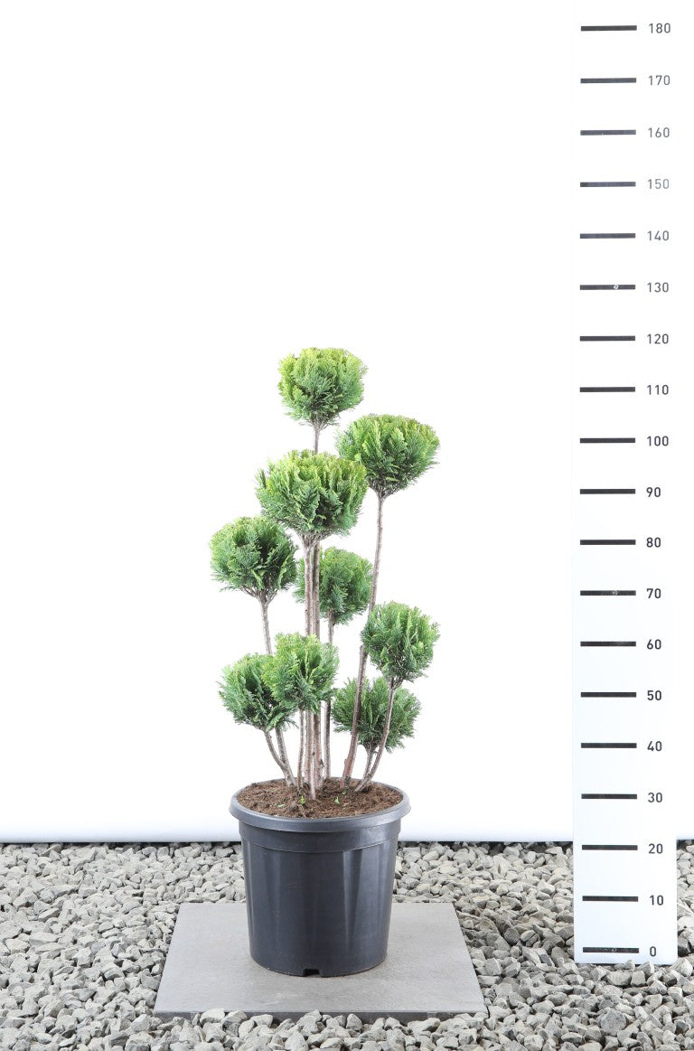 Ädelcypress l. &