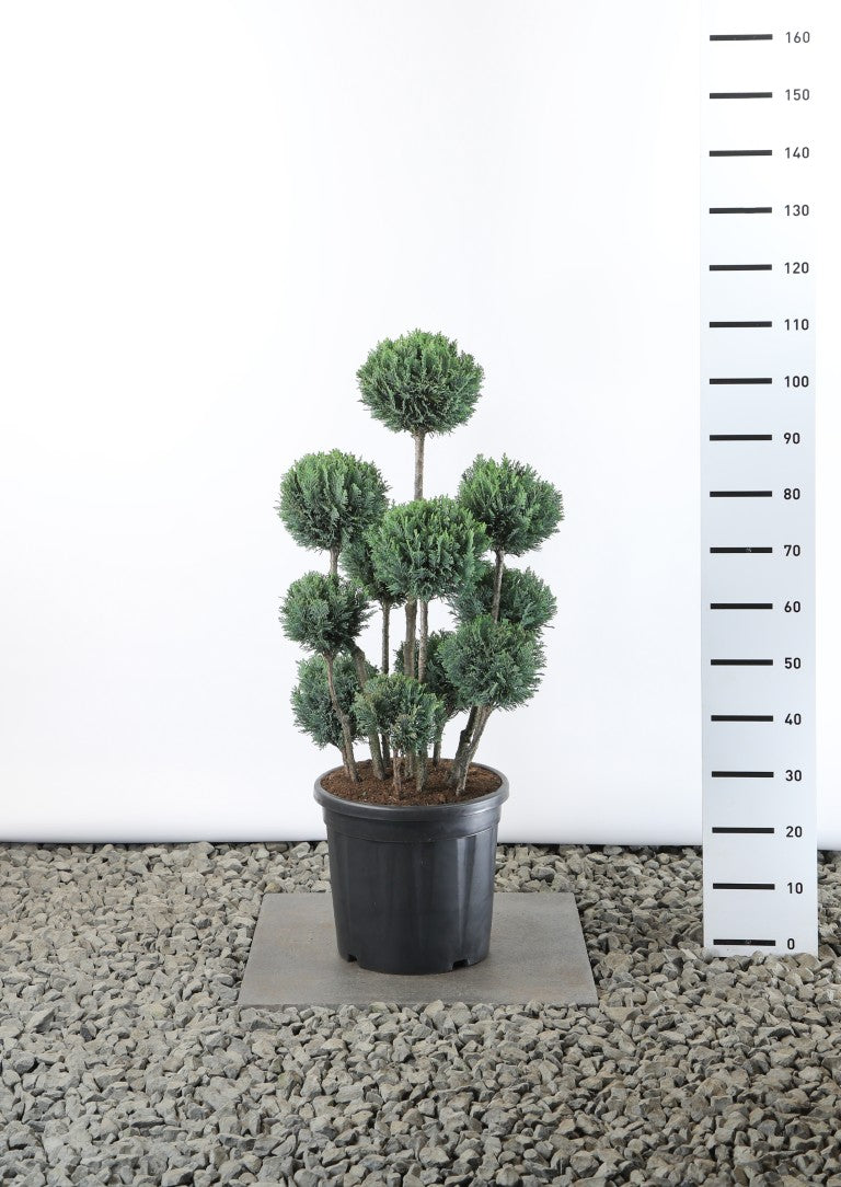 Ädelcypress l. &