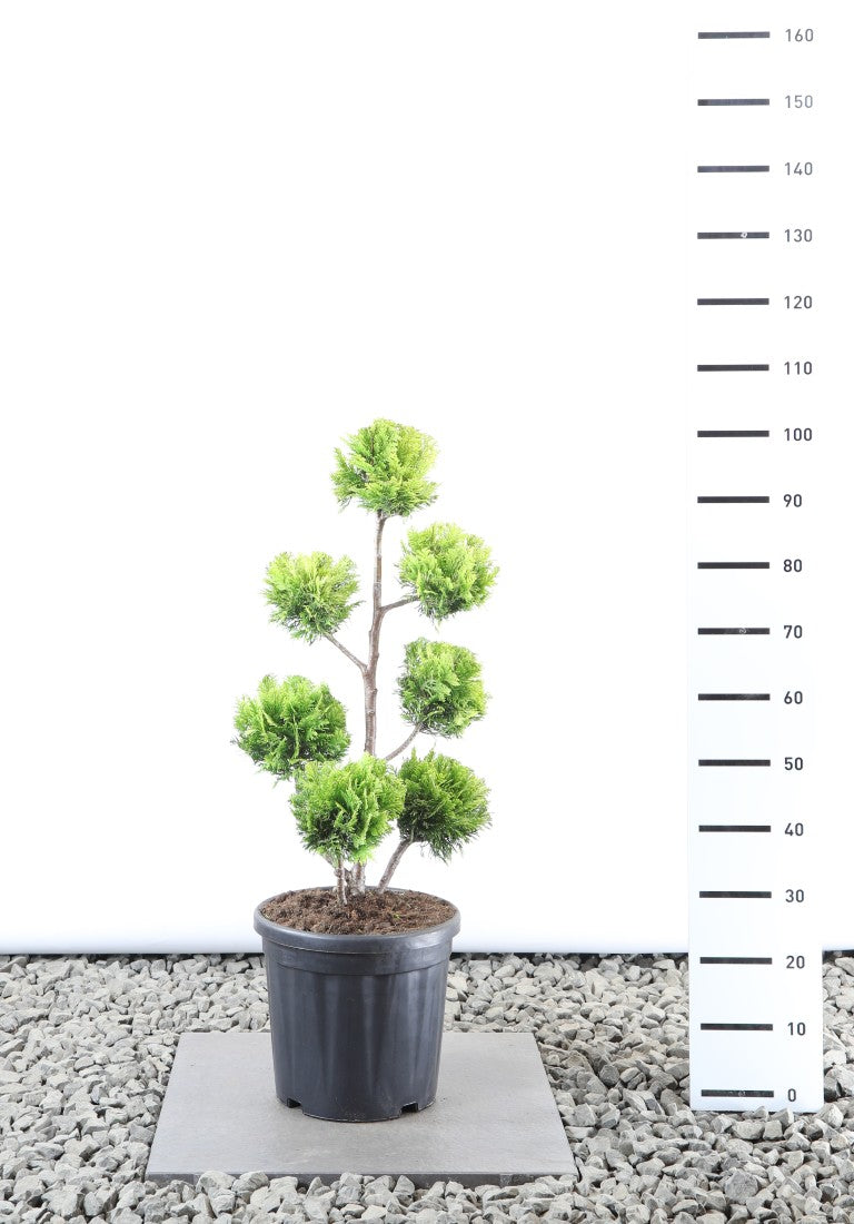 Ädelcypress l. &