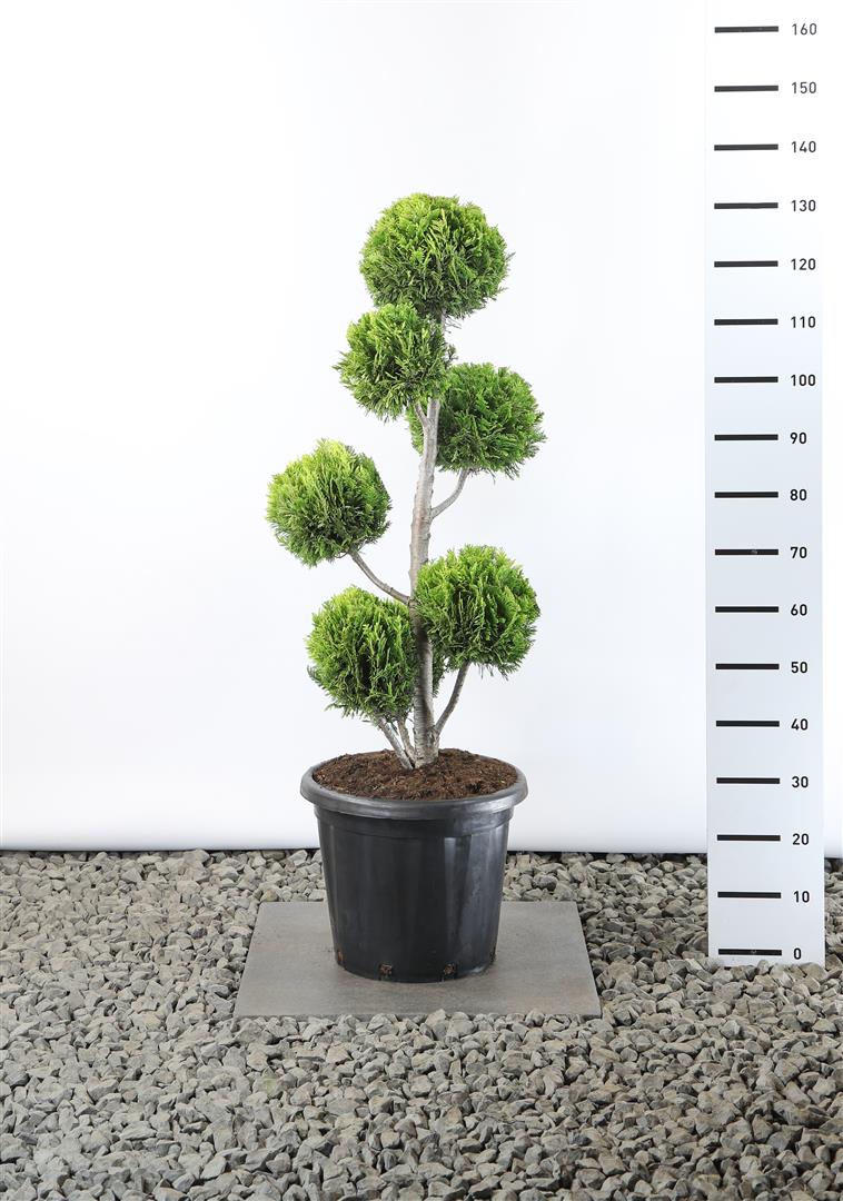 Ädelcypress l. &