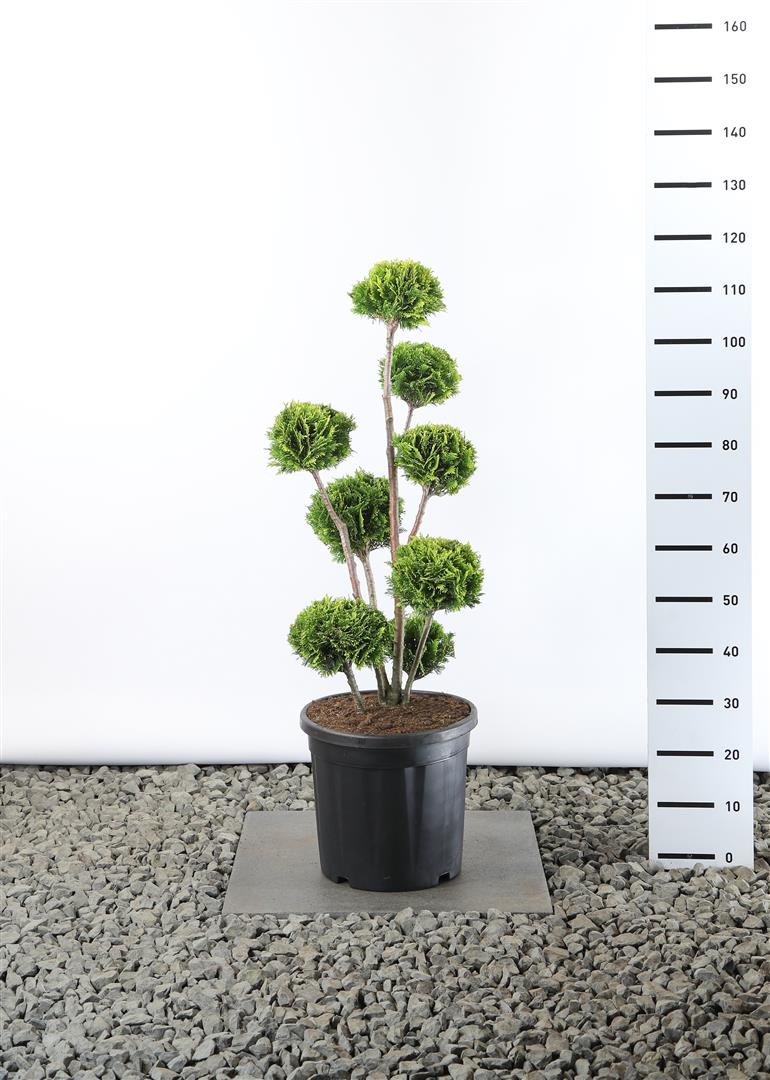 Ädelcypress l. &